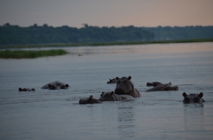 Hippos dans la rivière Chobe
